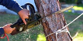 Lawn Pest Prevention in Okolona, MS