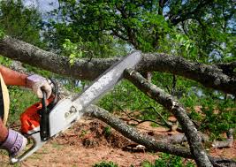 How Our Tree Care Process Works  in  Okolona, MS