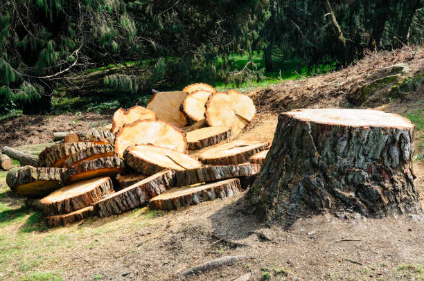 Reliable Okolona, MS Tree Care Solutions